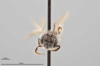 Media type: image;   Entomology 770898 Aspect: head frontal view
